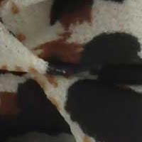 Panter sterrenlicht - Savara