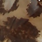Leopard brown